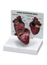 Heart Model with Heartworm (AM-300)