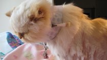 Canine E Kollars (Oesophagostomy Collar)