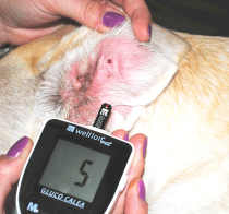Wellionvet Glucometer