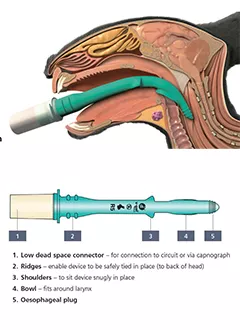 Sound Vet on-line Rabbit v-gel Advanced (AVG-500 to AVG-550)