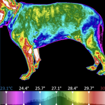 WellVu Thermal Imaging