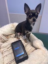 petMAP graphic II Handheld NIBP Monitor (NIBP/HR)