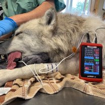 petMAP +II Handheld Multi-Parameter Monitor (NIBP/HR/SPO2/TEMP, Optional CO2/ECG)