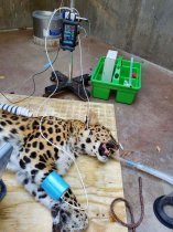 petMAP +II Handheld Multi-Parameter Monitor (NIBP/HR/SPO2/TEMP, Optional CO2/ECG)