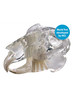 iM3 Rabbit Skull Model (IM3-D1070)