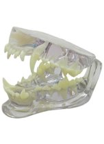 iM3 Canine Clear Jaw Model (IM3-D1055)