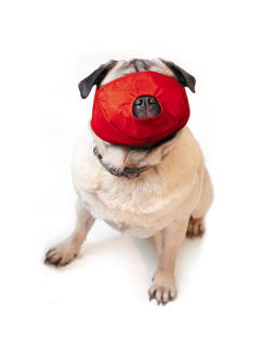 Muzzles deals for pugs