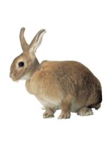 Buster Rabbit Collar BC-110